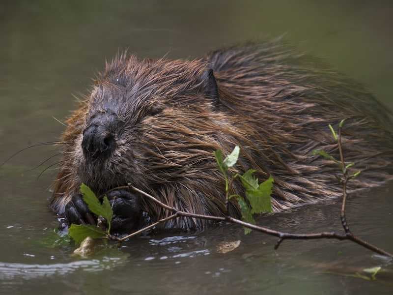balade-nature-castor