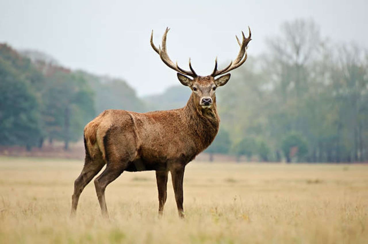 cerf