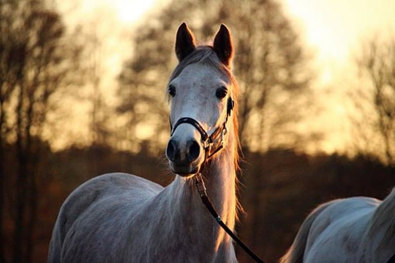 cheval