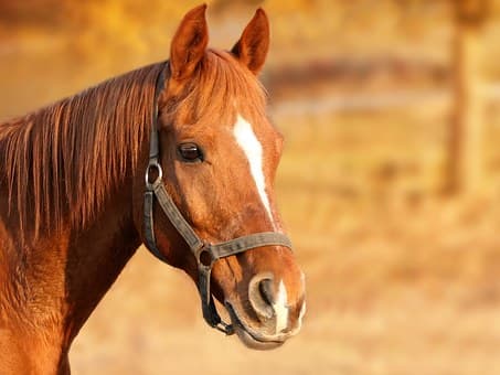 cheval©pixabay