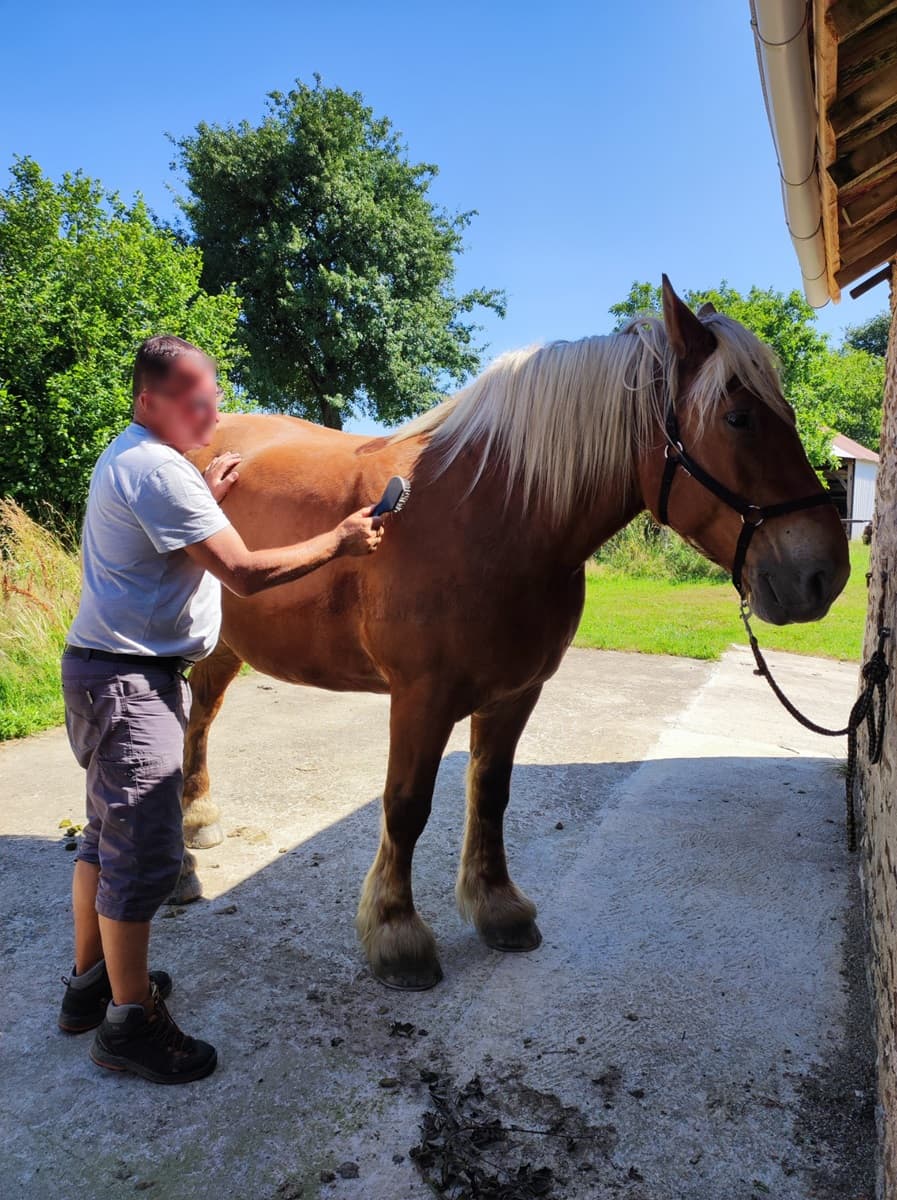 cheval-roulotte-location