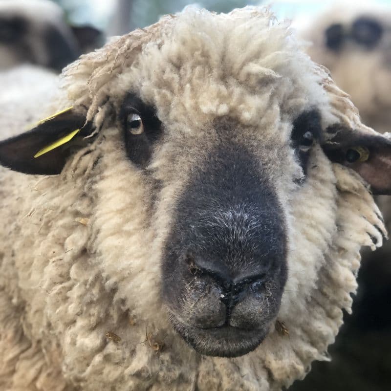 choyeuse-cover-sheep