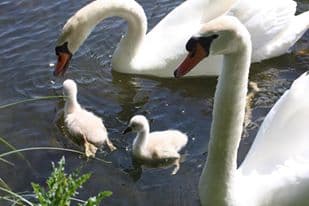 Adon - Etang communal -cygnes