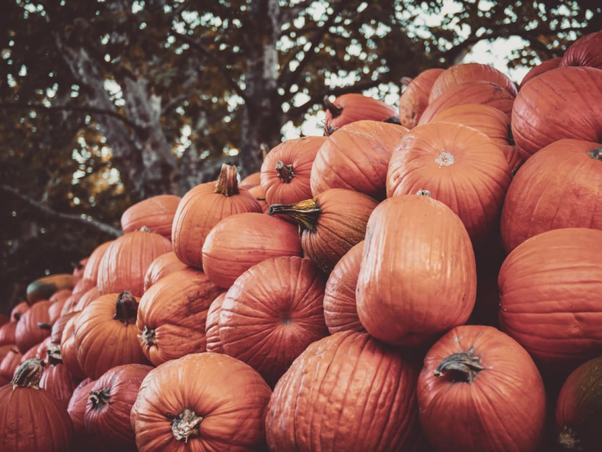 citrouilles-clere-du-bois