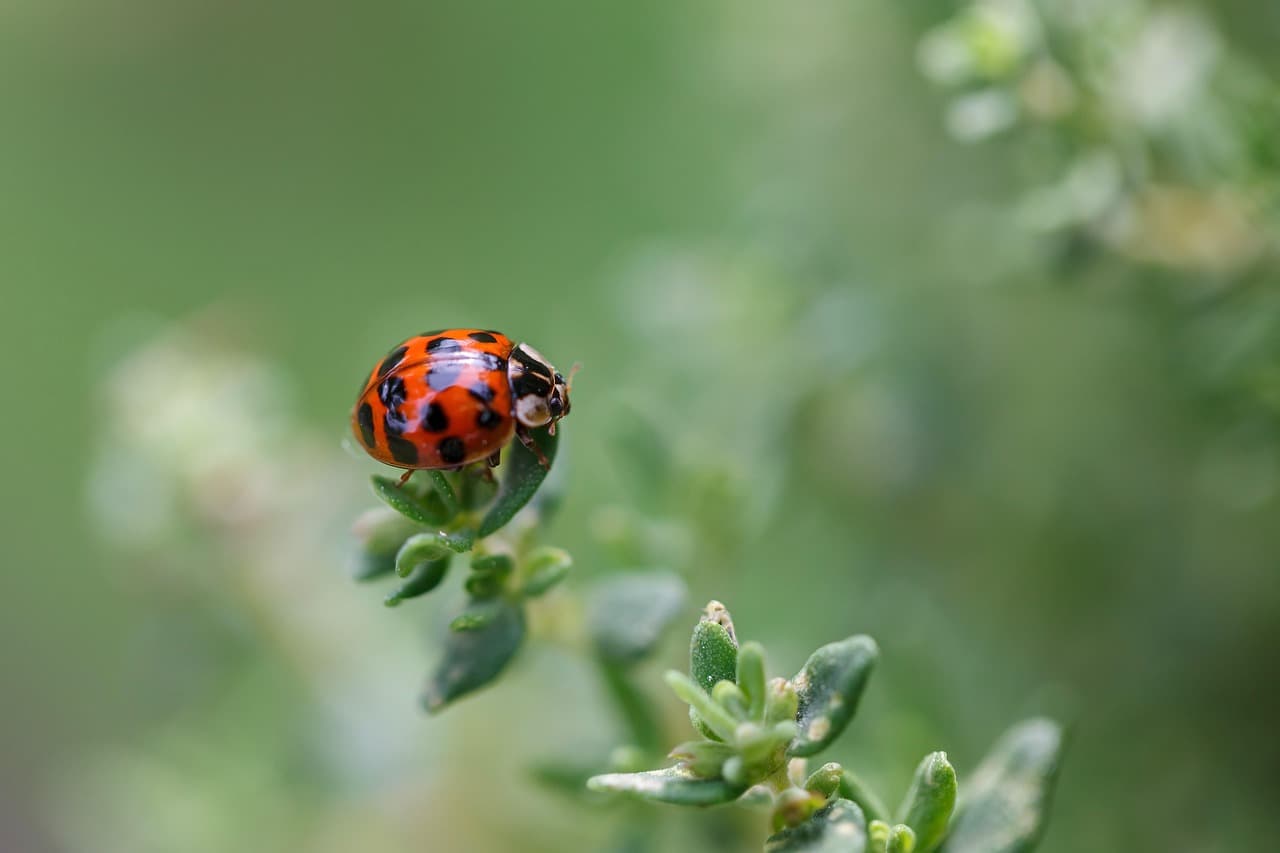 Coccinelle