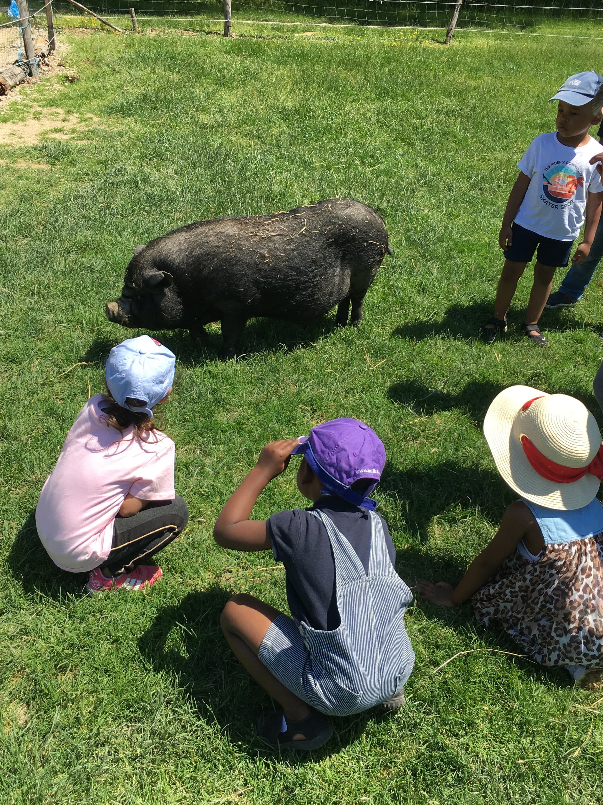cochon animaux ferme pedagogique