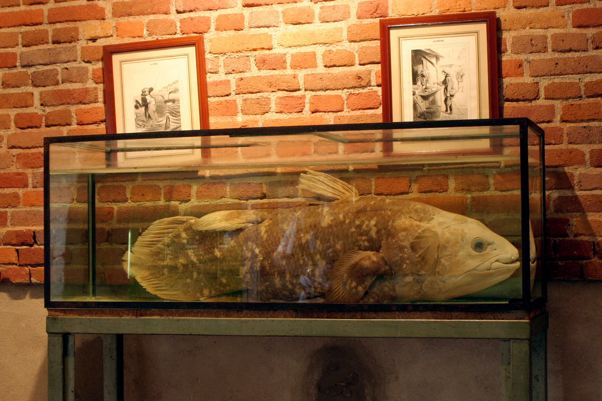 La Bussière - château - Coelacanthe