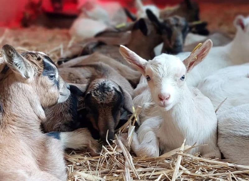Chevrettes