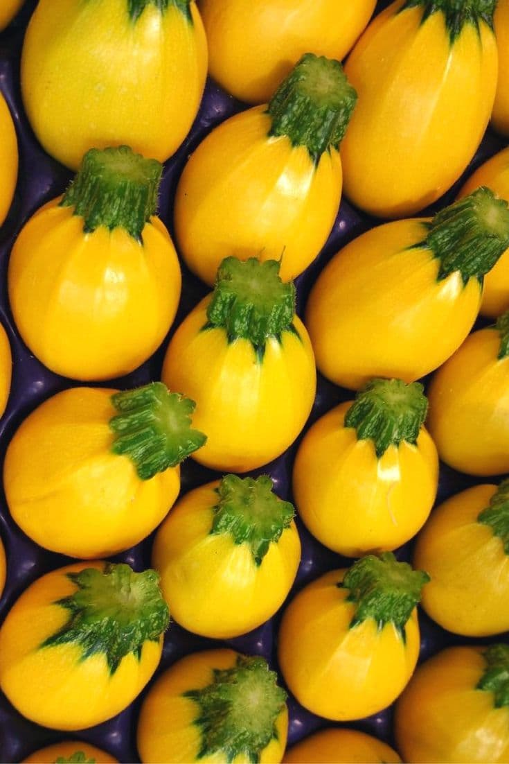 Courgette ronde jaune