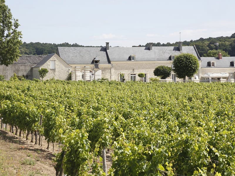 Domaine de la Chanteleuserie - Le vignoble