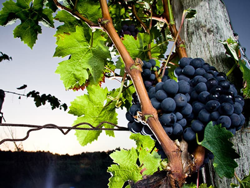 domaine des pierrettes