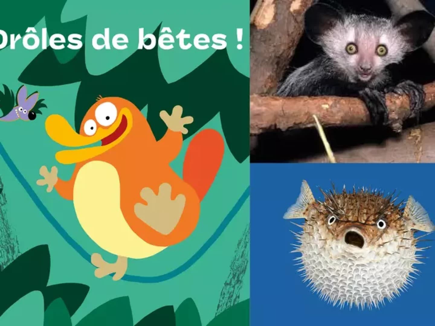 droles de bêtes