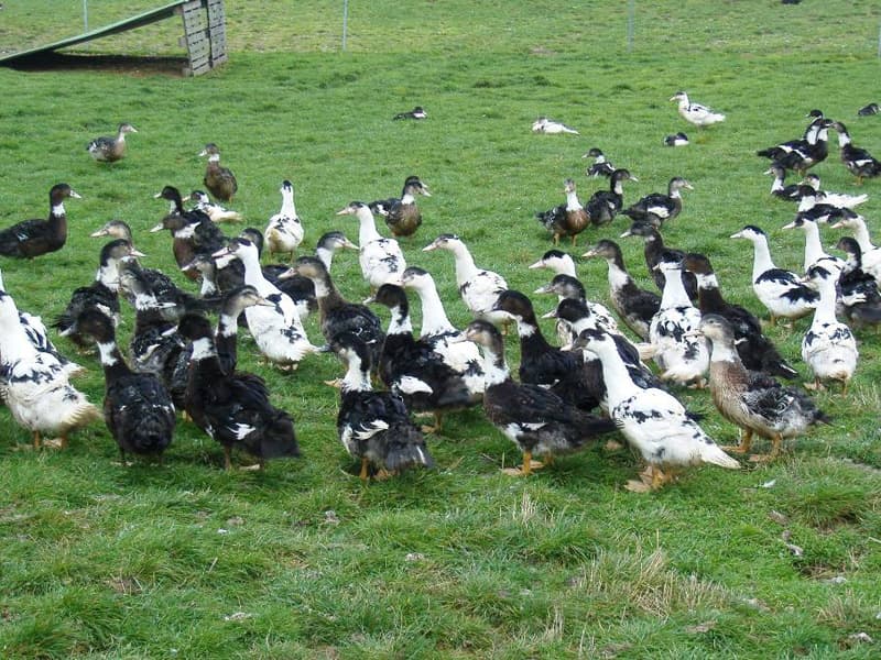 Ferme de la Garenne