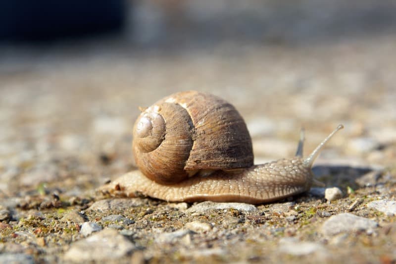 escargot
