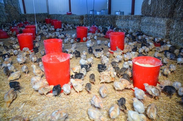 ferme de feuille lune