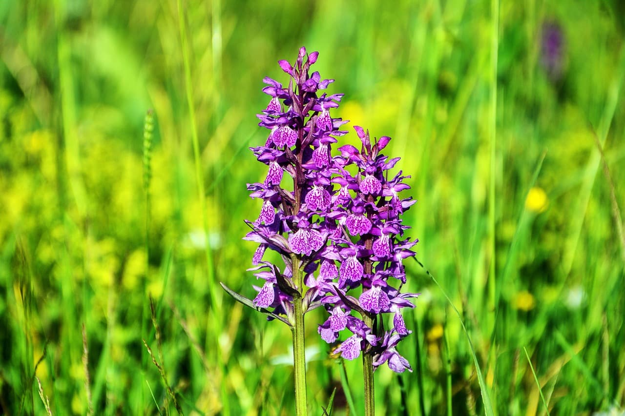 flower-3421864_1280
