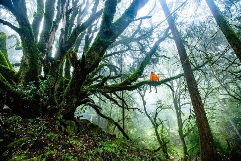 forest--2