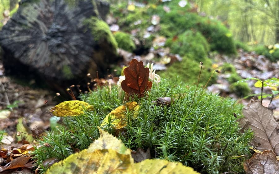 foret-de-dreux-en-automne-900x560