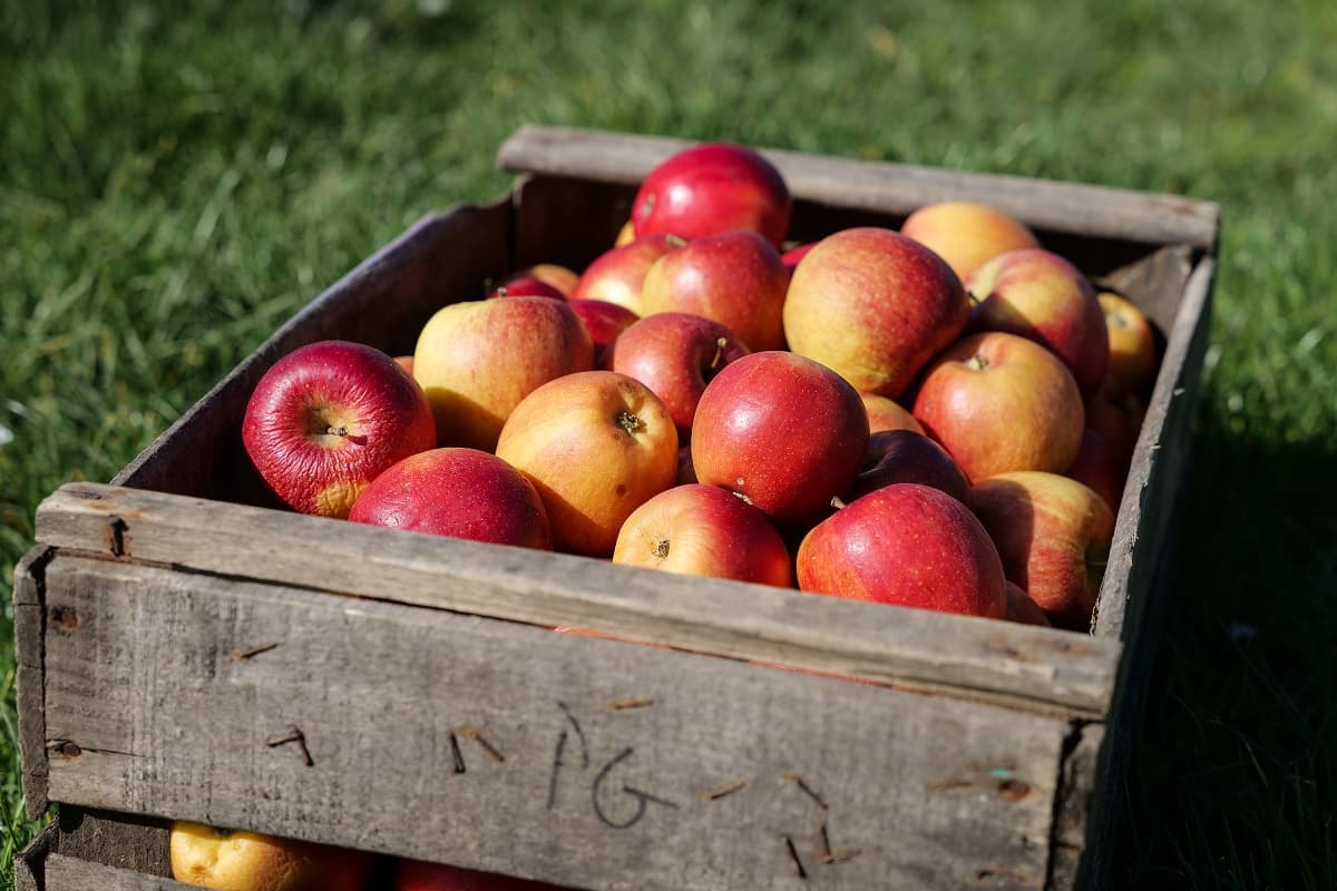francorville pommes