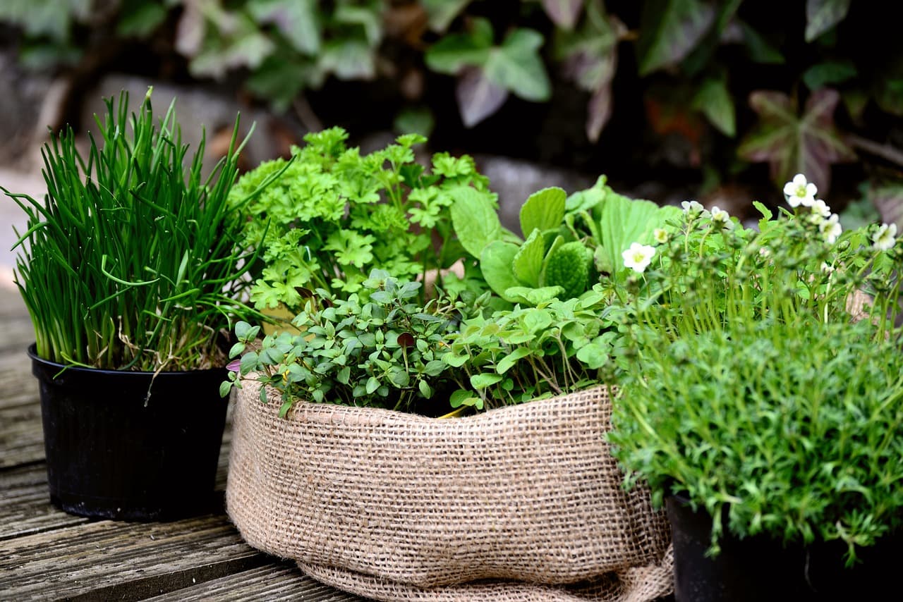 Plantes aromatiques