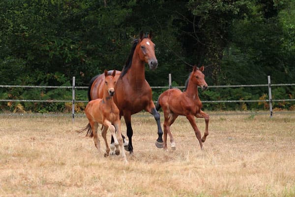 les chevaux