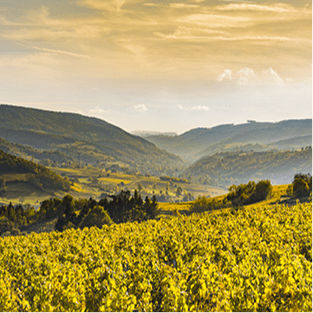 vignes