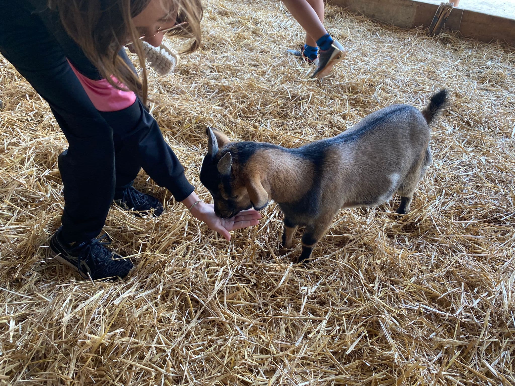grands animaiux de la ferme chevre