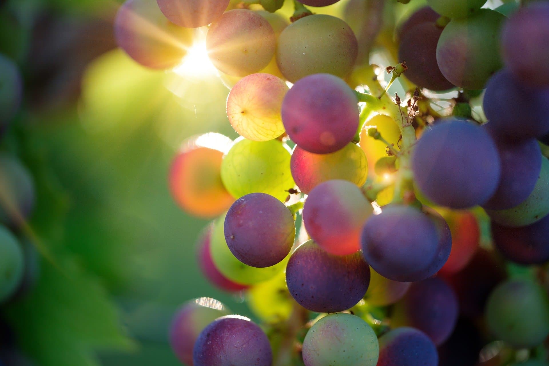 grapes-3550733-1920-2