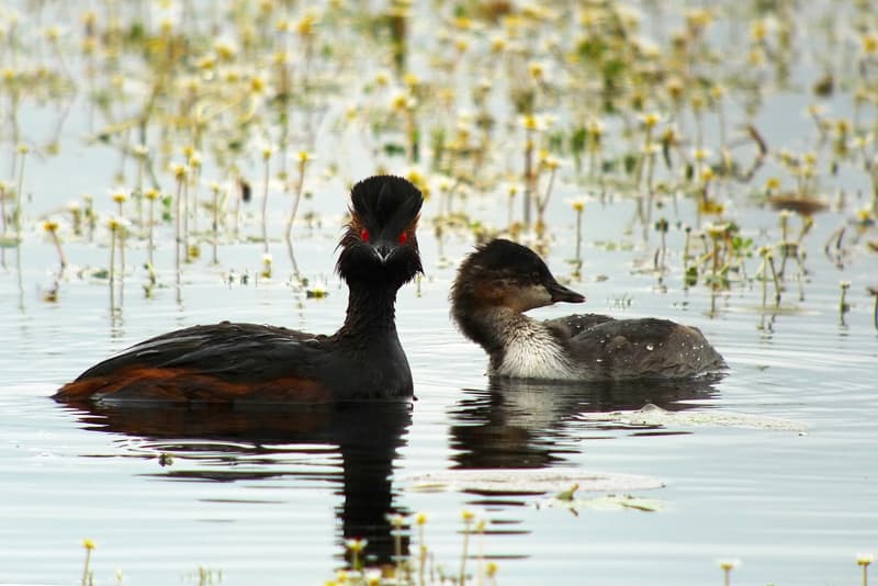 grebe a cou noir - PNR Brenne