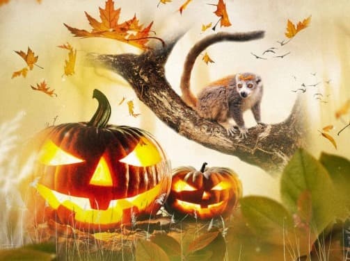 halloween Haute Touche 2024