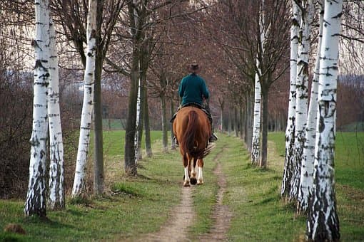 équitation