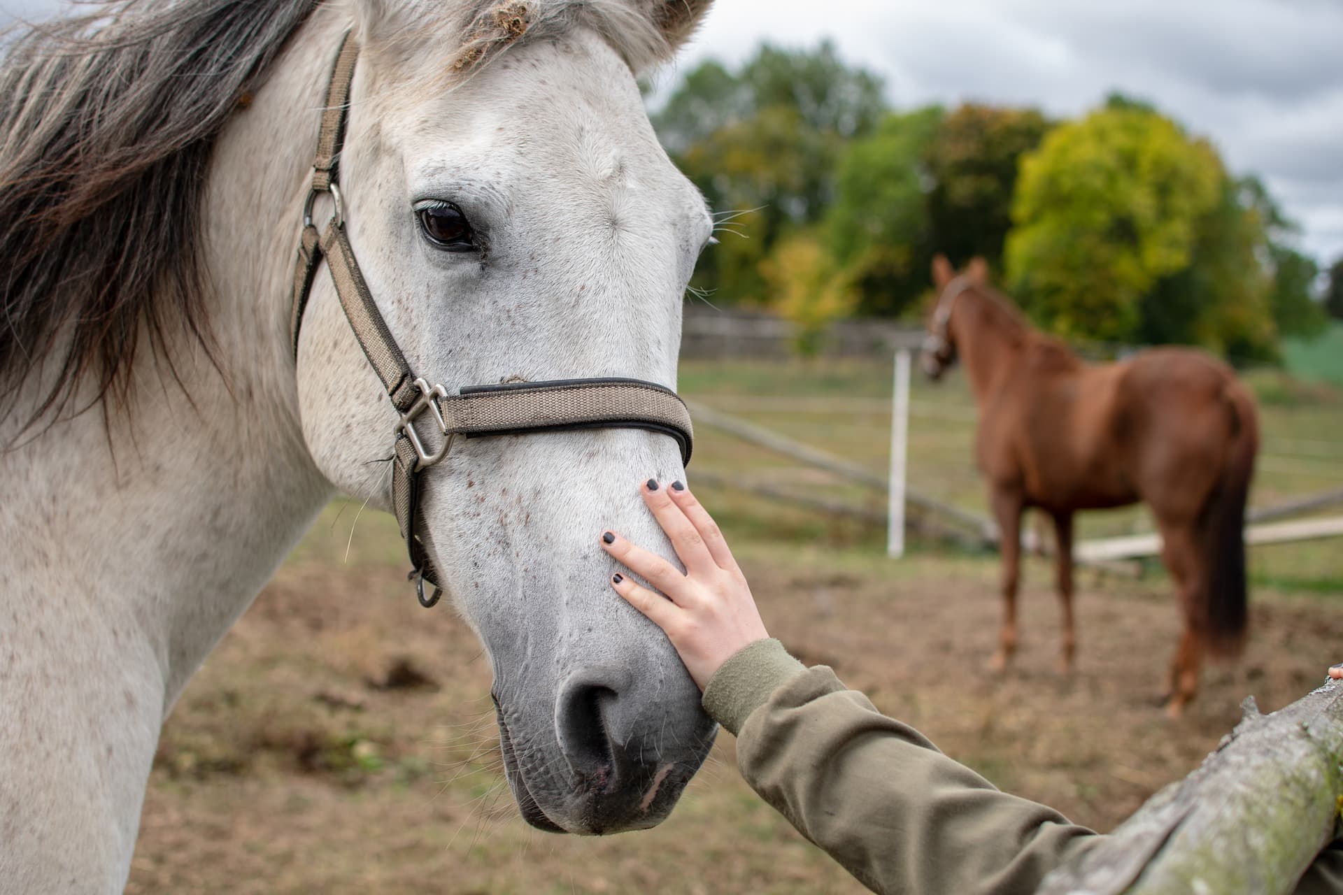 horse-4063983_1920