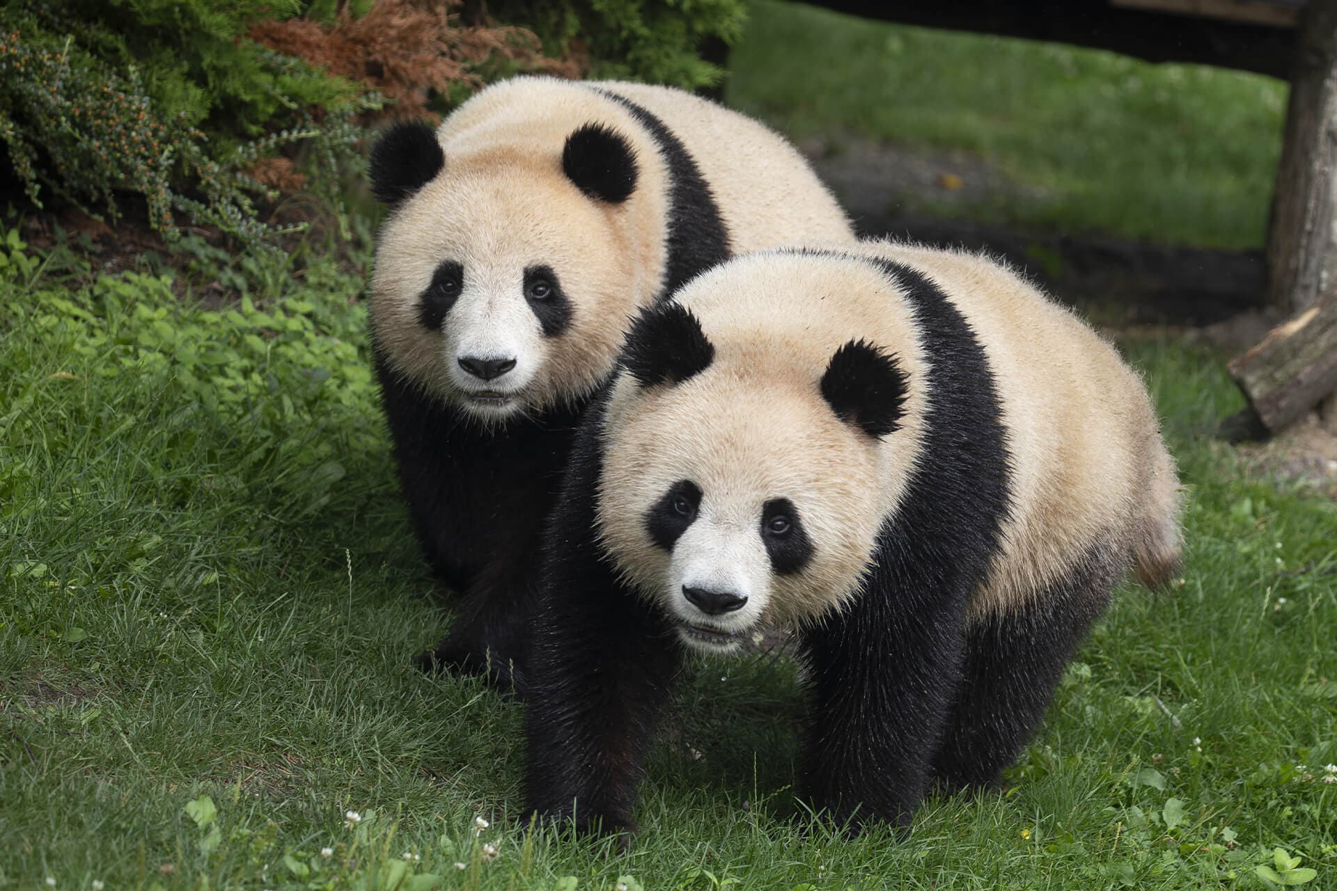 jumelles_panda_122024