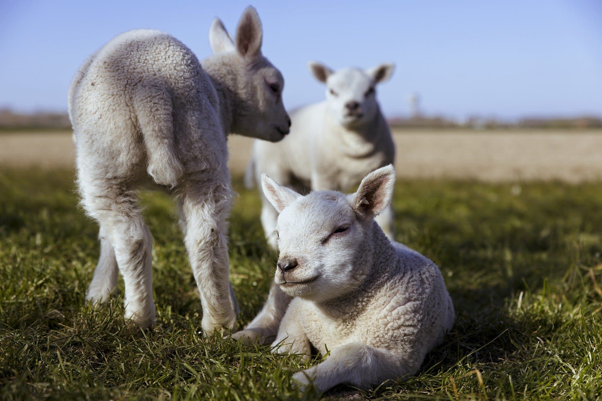 Ferme de Saugis