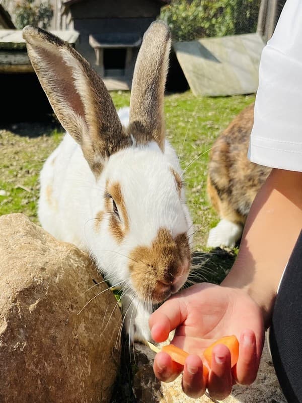 lapin_lesanimaurice_neuillylebrignon_valdeloire