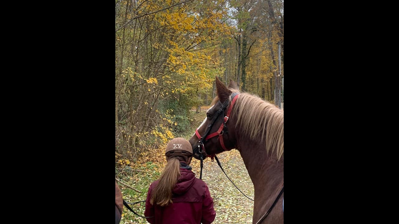 le galop vert
