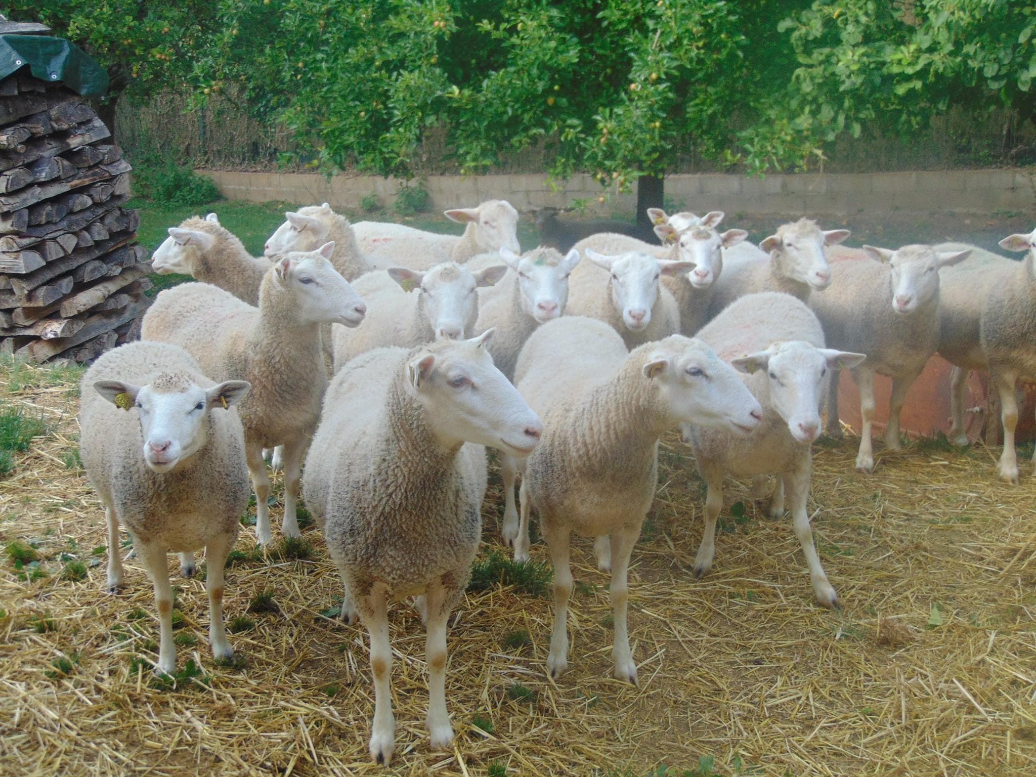 Ferme de Léontine