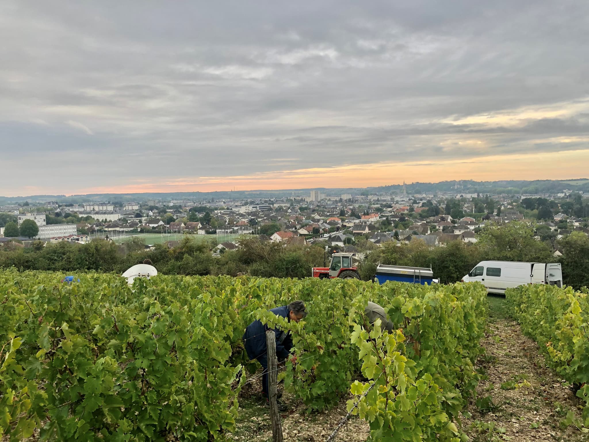 vendanges Les Coutis