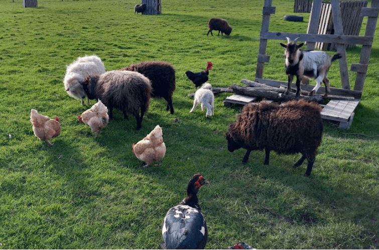 les logeries animaux