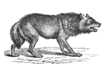 Le loup