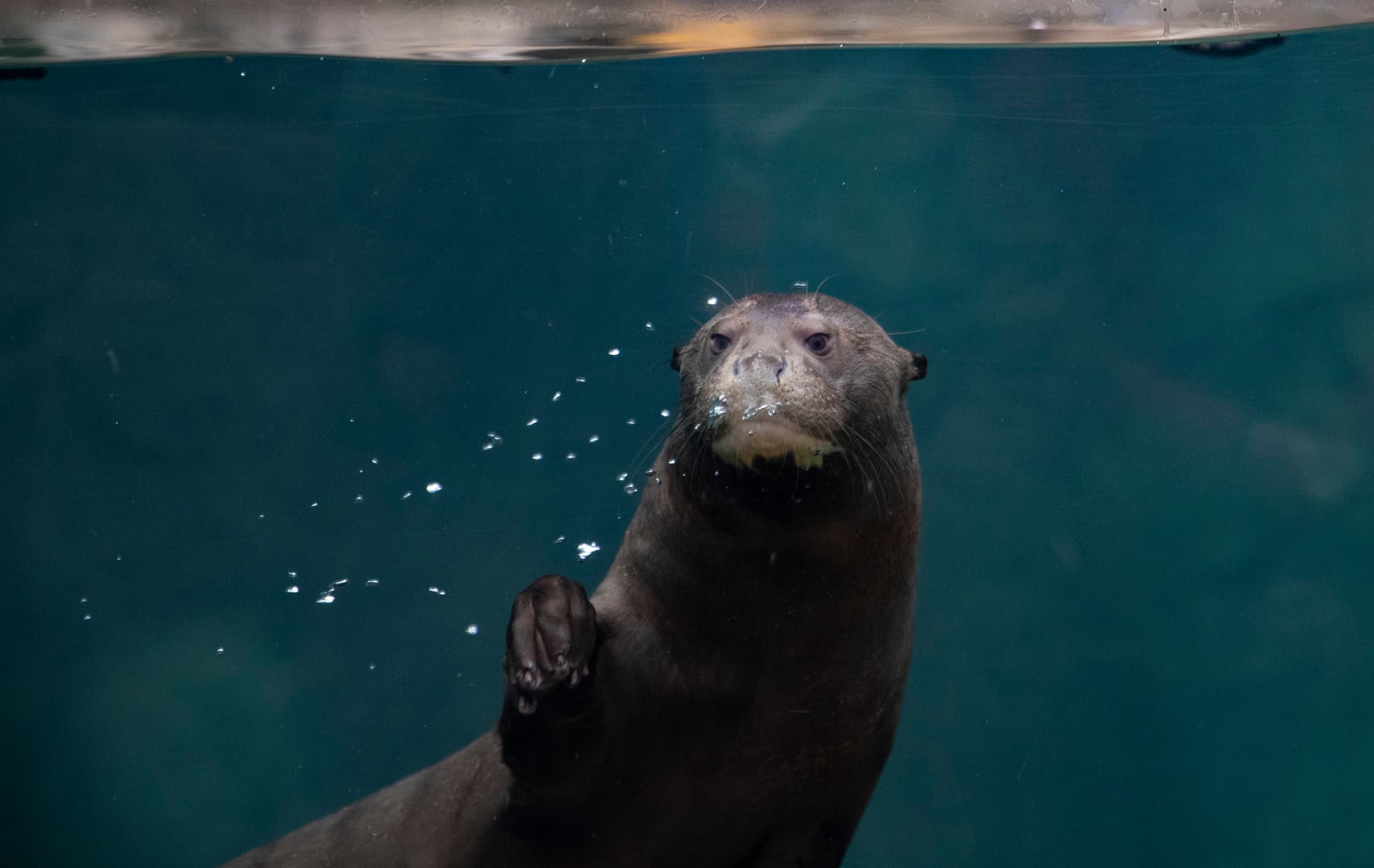 loutre_geante