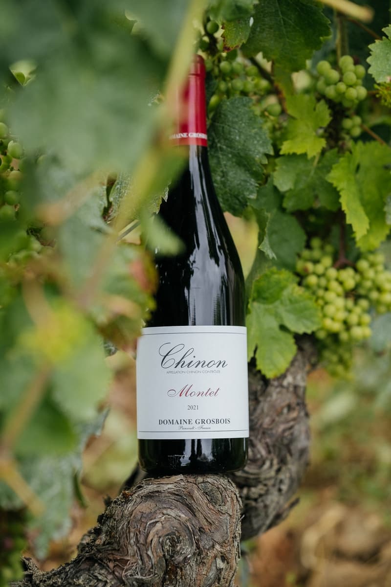 Panzoult - Domaine Grosbois - maison-vinepicure-6226