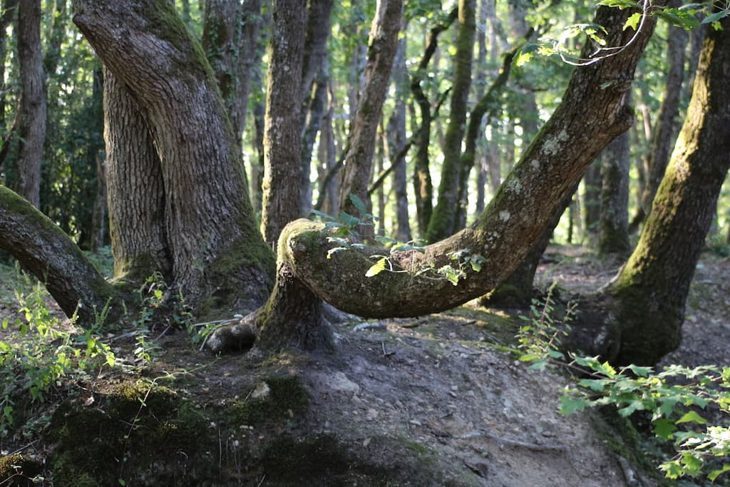 matinee-chant-nature