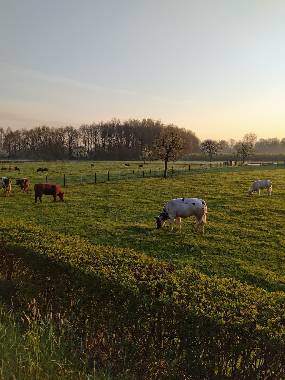 morning-5033738_1280