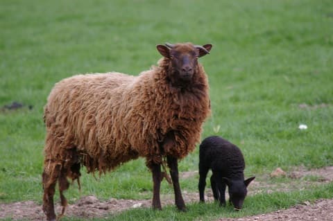 Dammarie en Puisaye -Gîte -moutons