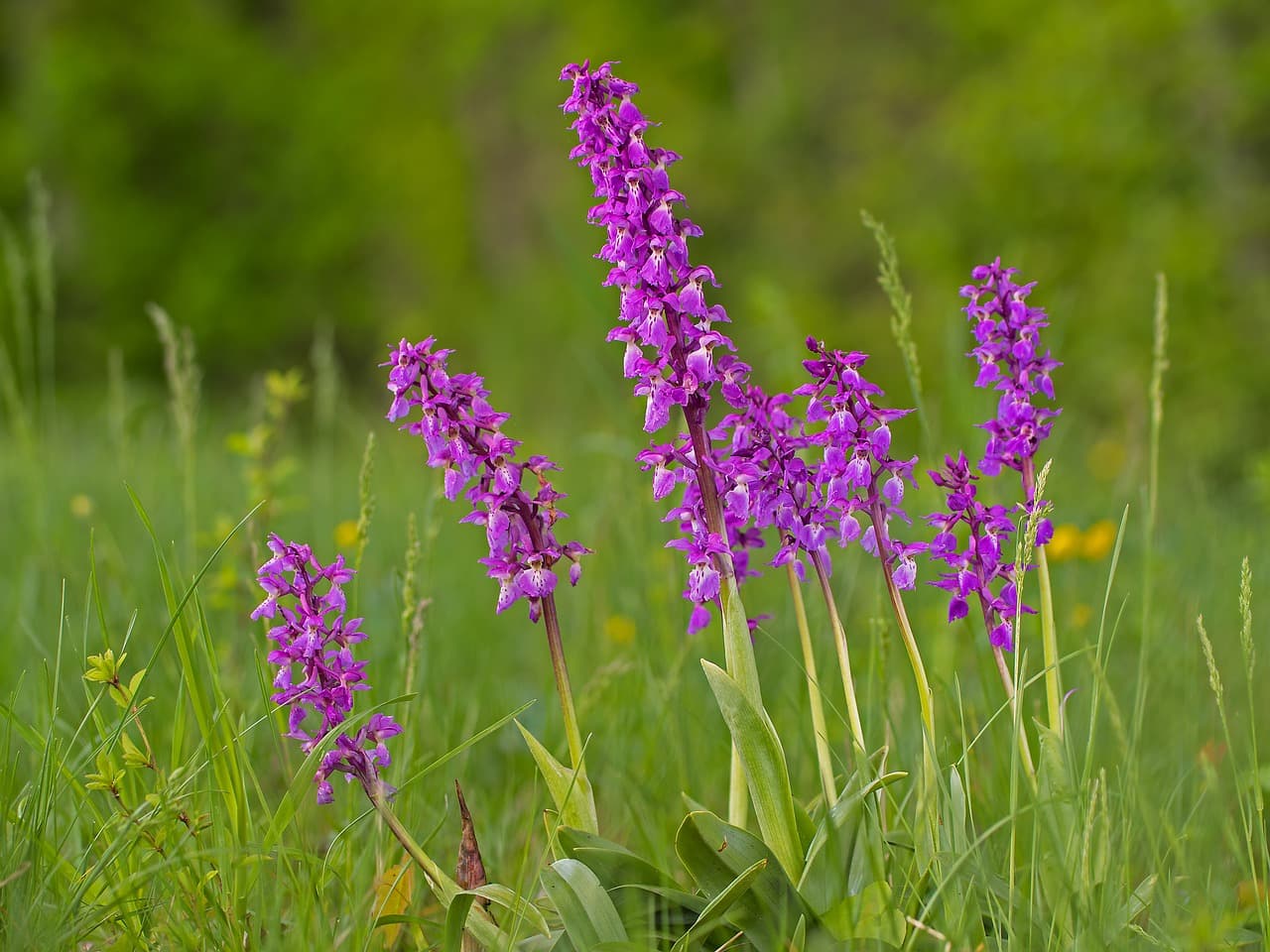orchid-4174575_1280