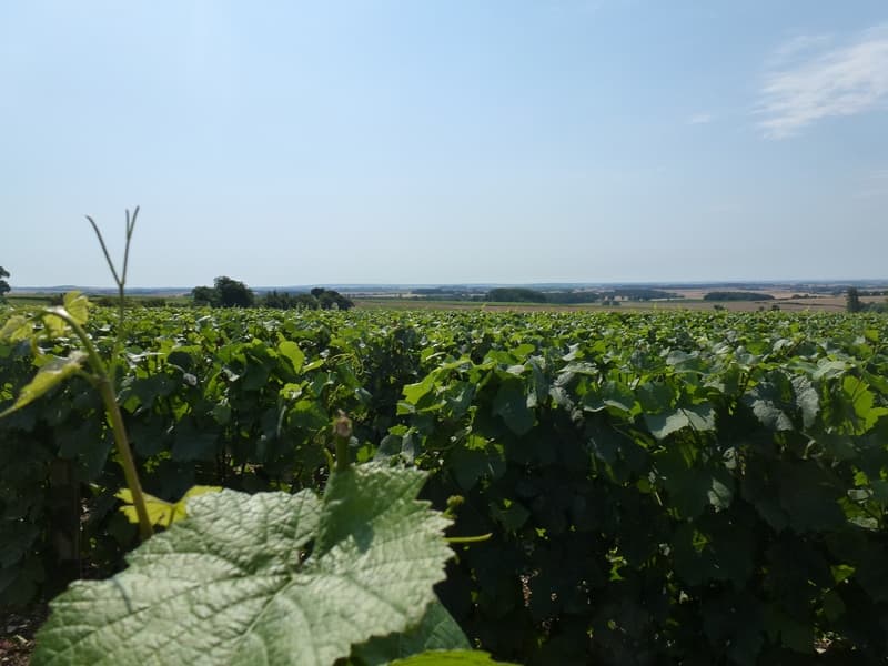 Vignes