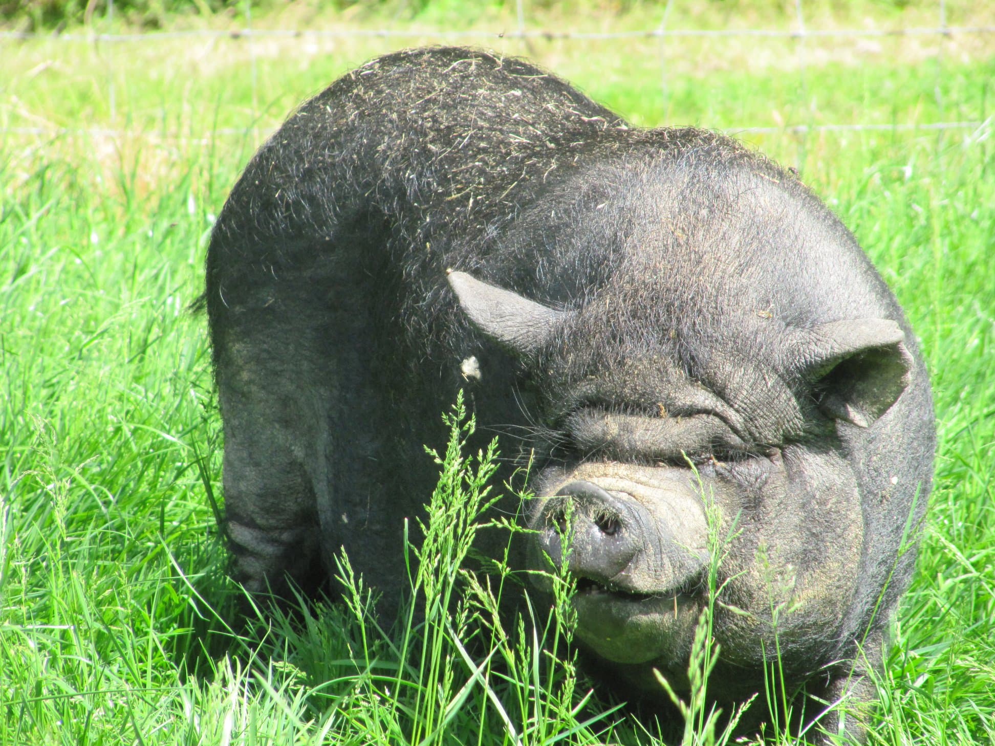 paméla prairie ferme de prunay animaux