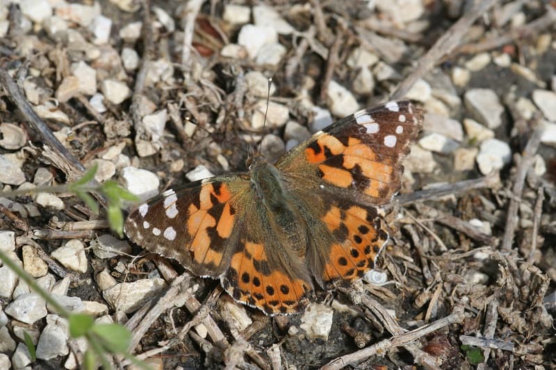 Papillons