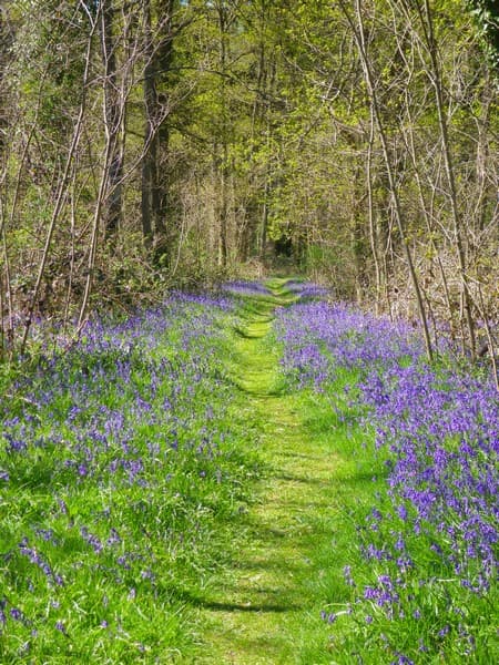 parc-ardon-les-dolines-de-limere-chemin-fleuri